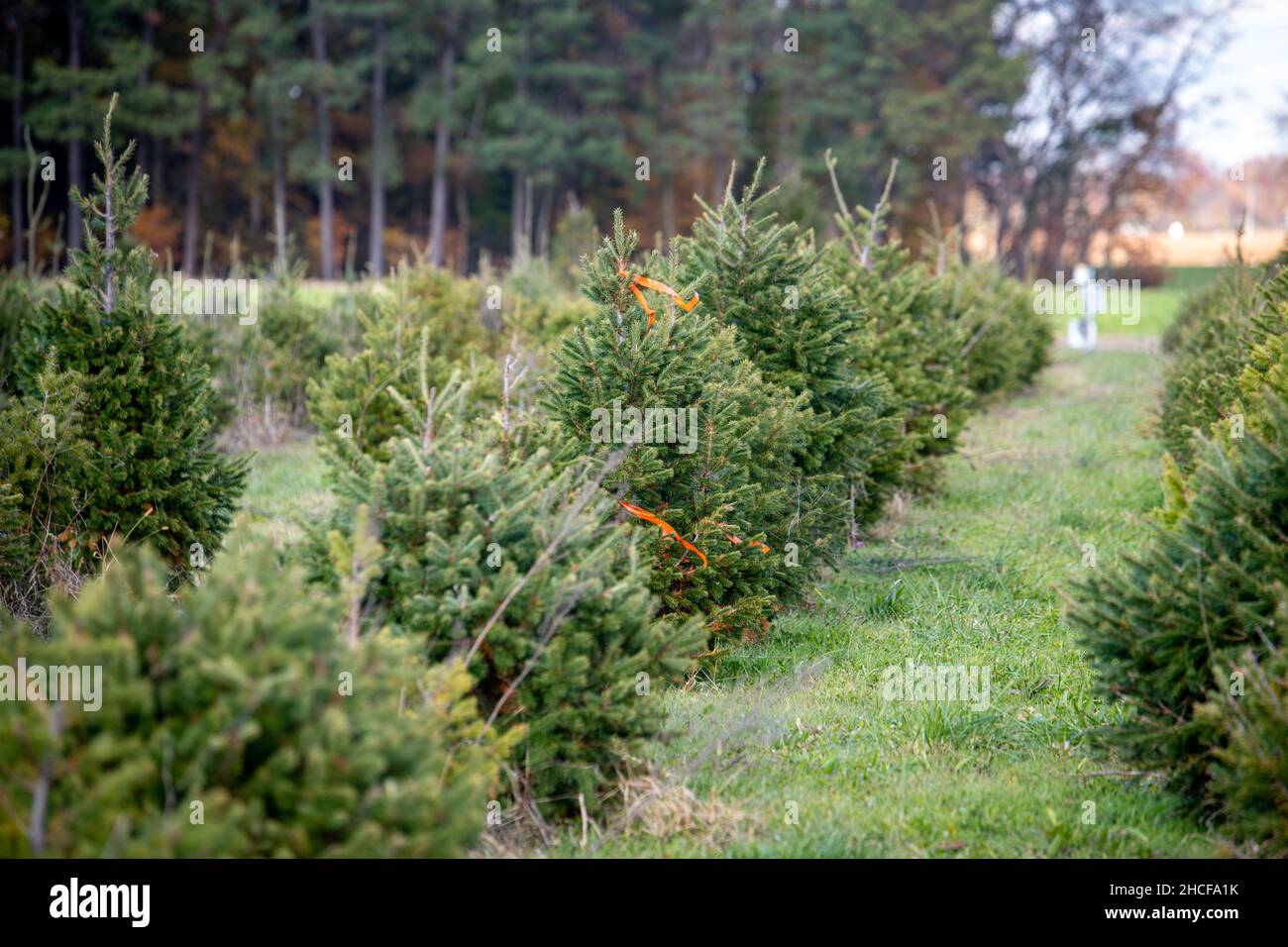 A field of Christmas trees growing on a farm Stock Photo Alamy