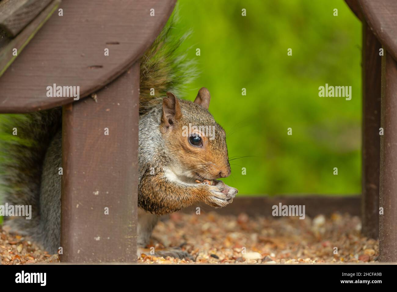 Close up of a grey squirrel eating nuts and seeds inside a bird feeding  table.  Facing right and holding a peanut.  Scientific name : Sciurus carolin Stock Photo