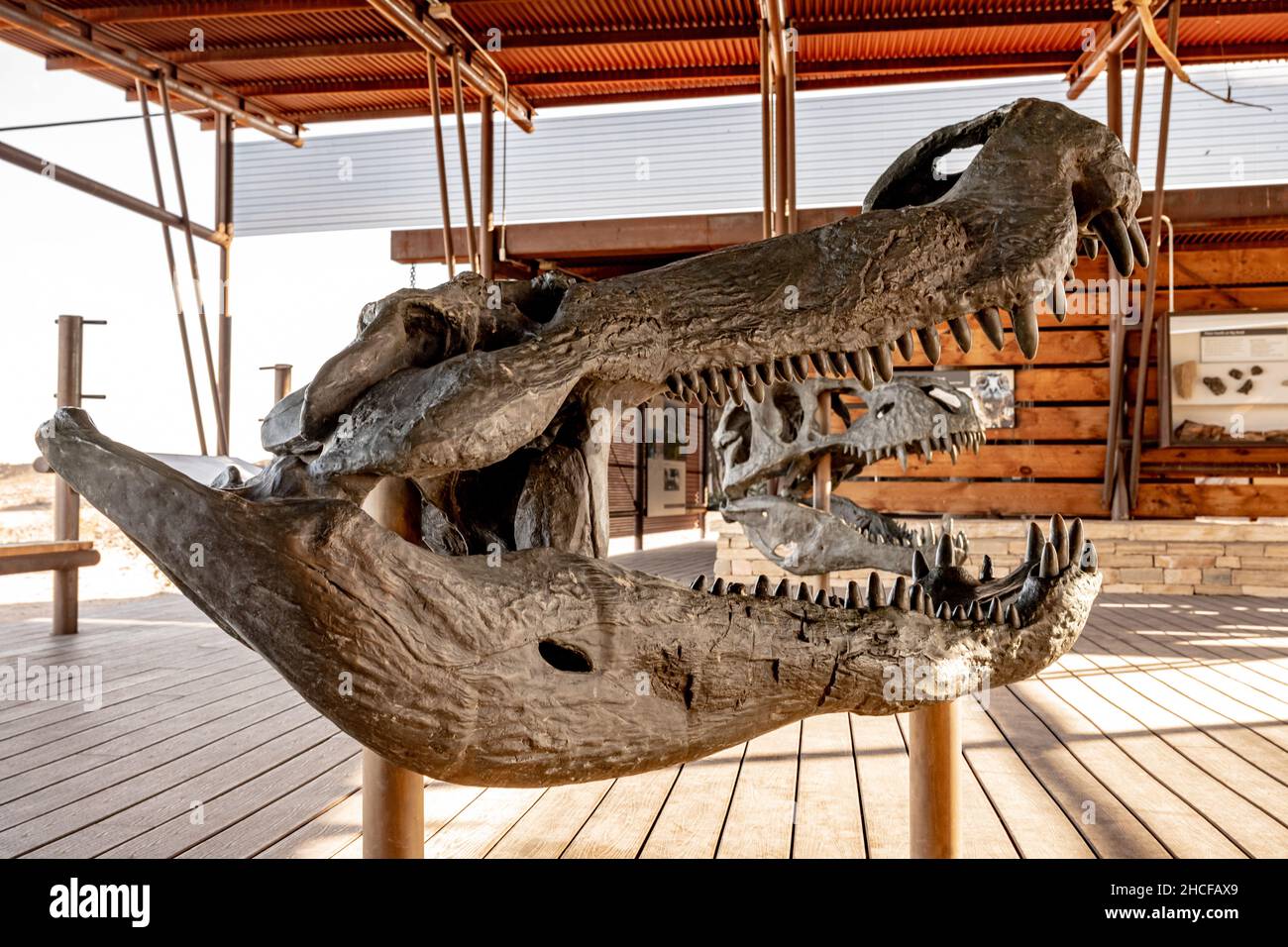 Deinosuchus prehistoric crocodilian, illustration - Stock Image - C049/0078  - Science Photo Library