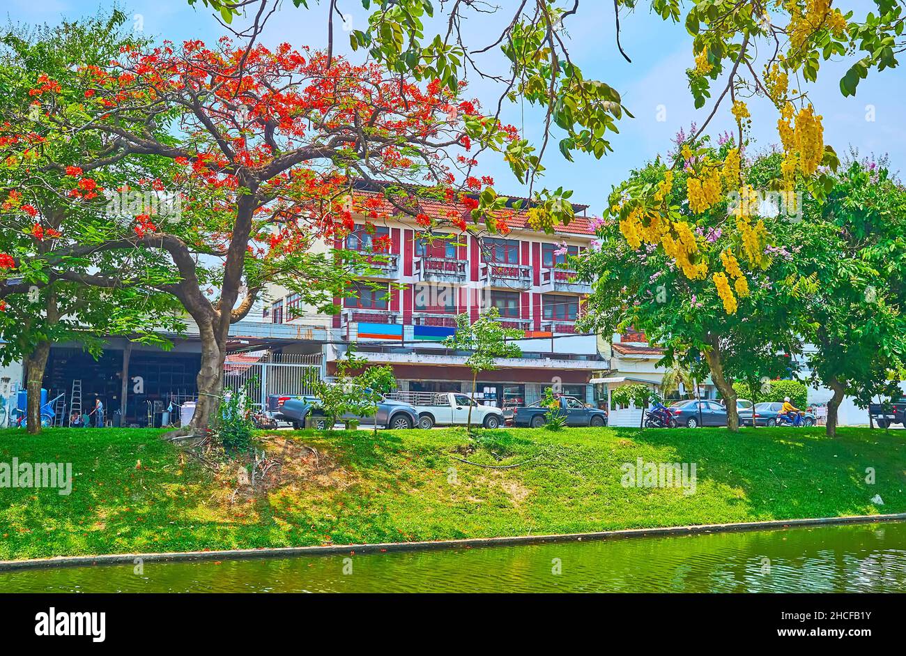 The bright orange flowers of the flame tree and the yellow flowers of caragana tree, growing on the bank of the canal of Old City Moat, Chiang Mai, Th Stock Photo