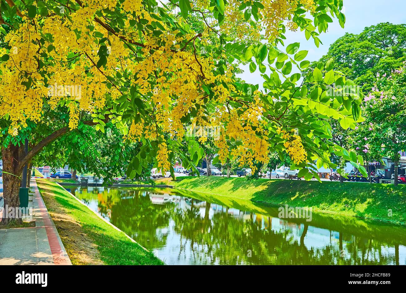 The blooming bright yellow caragana tree in the park by the Old City Moat, Chiang Mai, Thailand Stock Photo