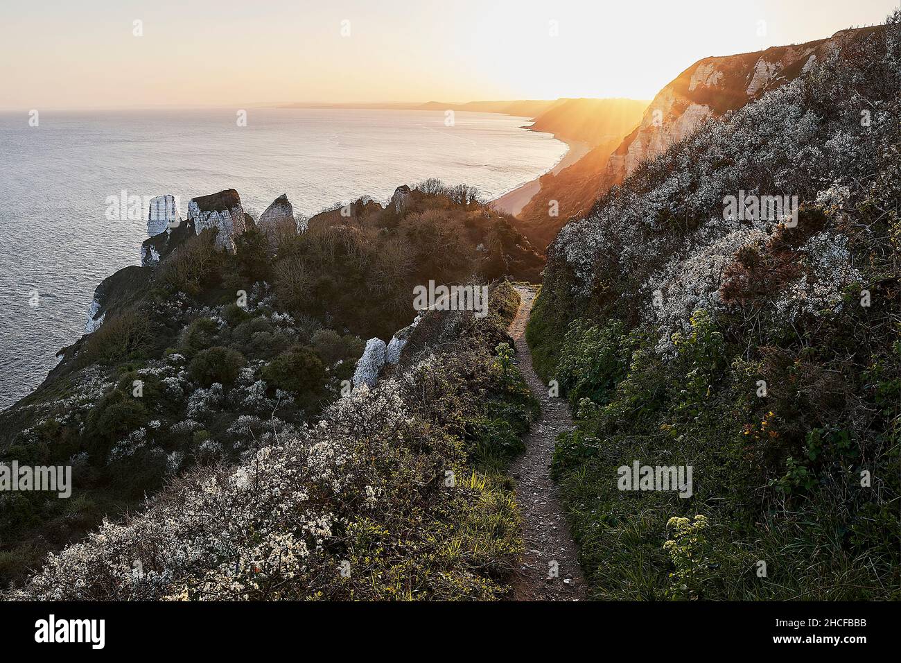 The undercliffs of the hooken are the result of a landslip that occured in 1790. The space created by this landslip is now a wild habitat of its own, Stock Photo