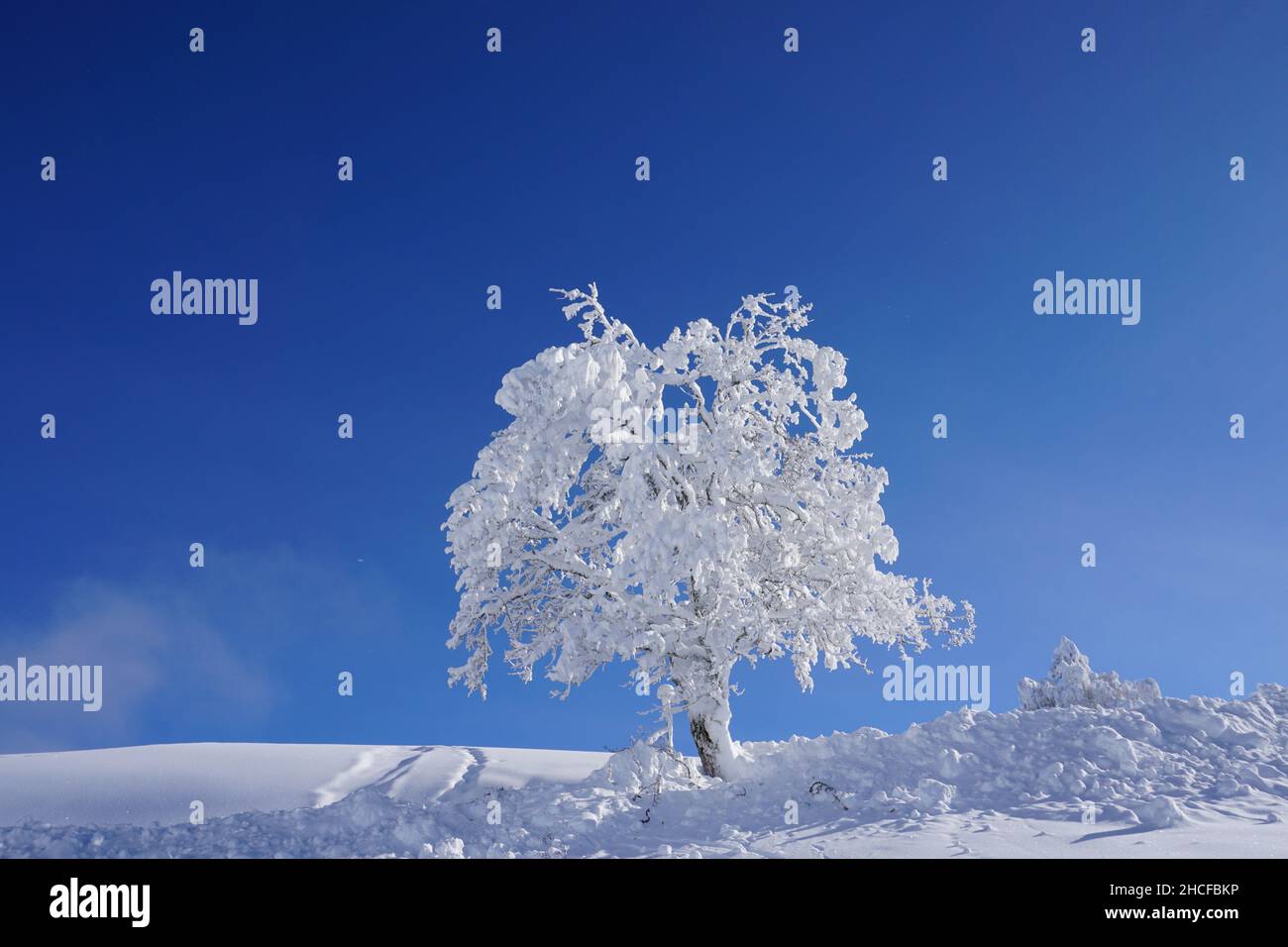Powerful, snow-covered tree in the swiss winter wonderland seems like a caller in the dessert. Snow tracks in the deep snow show us the way. Stock Photo