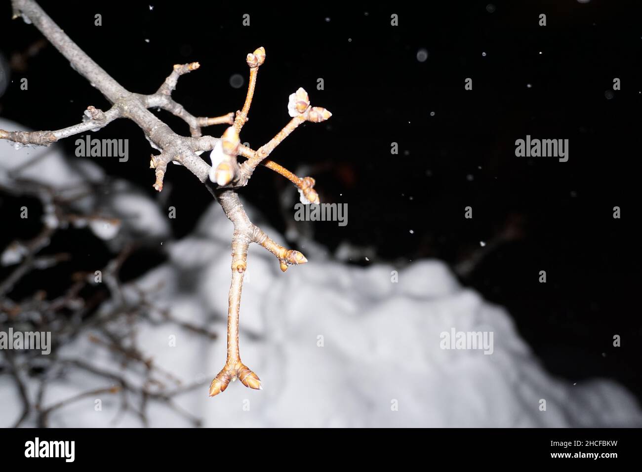 Close up by night of resilient life growing under hard circumstances in the coldness of a swiss winter. Stock Photo
