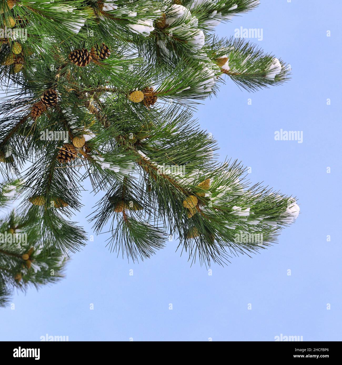 Pine branch with cones and snow against the blue sky. Stock Photo