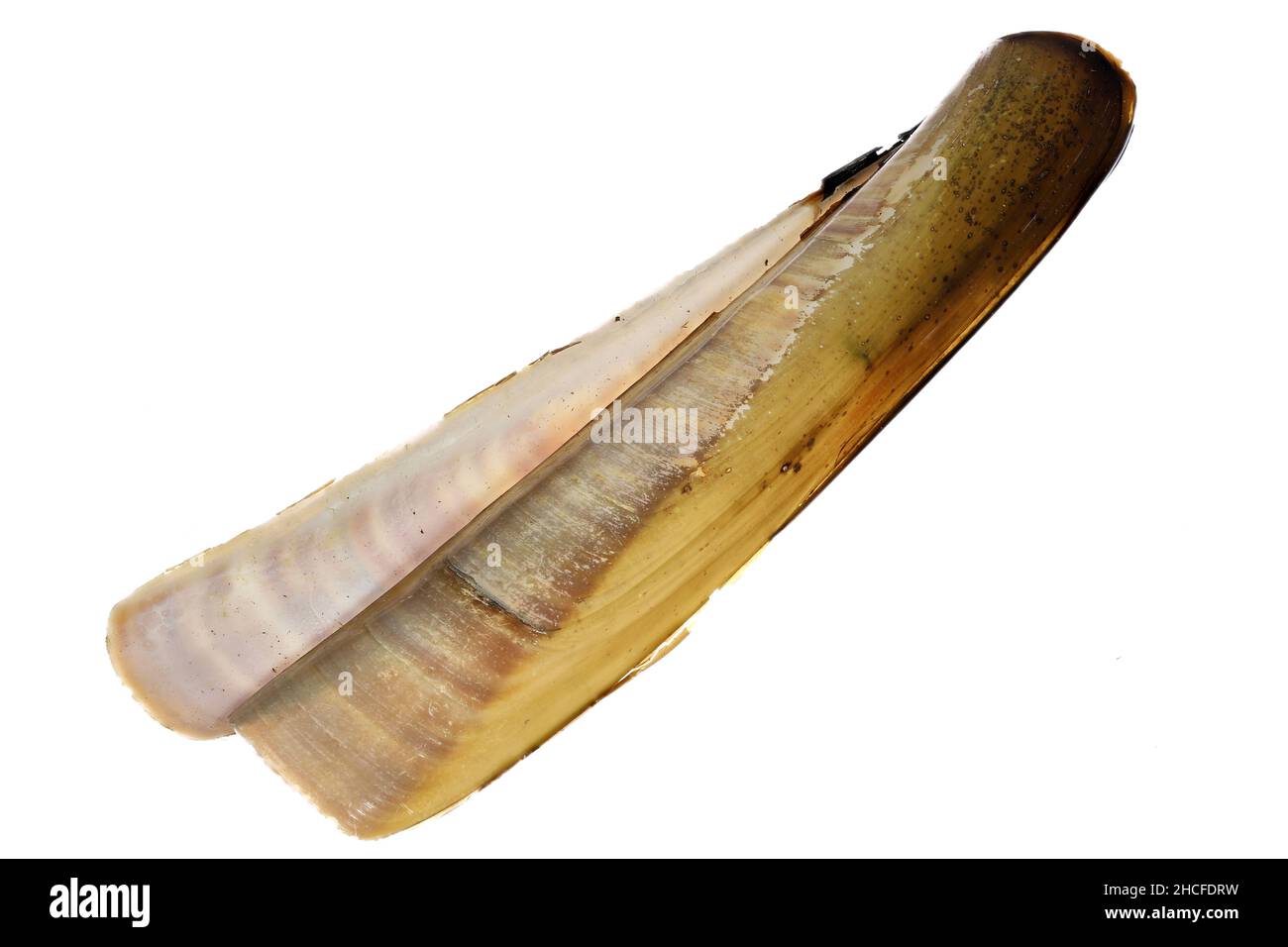 Atlantic jackknife clam (Ensis directus) from the Dutch North Sea coast isolated on white background Stock Photo