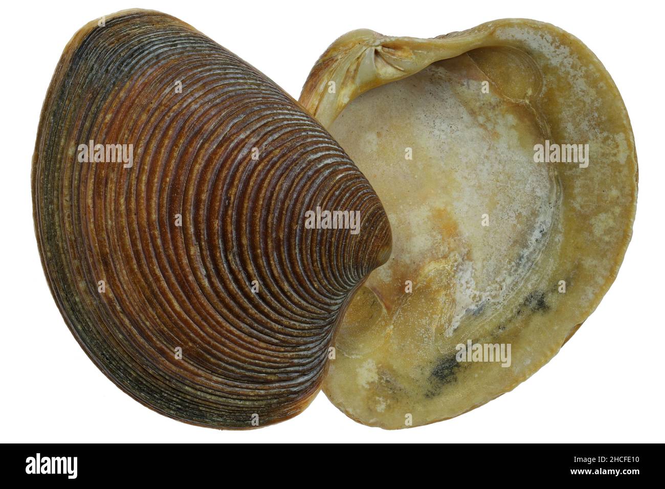 striped venus shell (Chamelaea striatula) from the Dutch North Sea coast isolated on white background Stock Photo