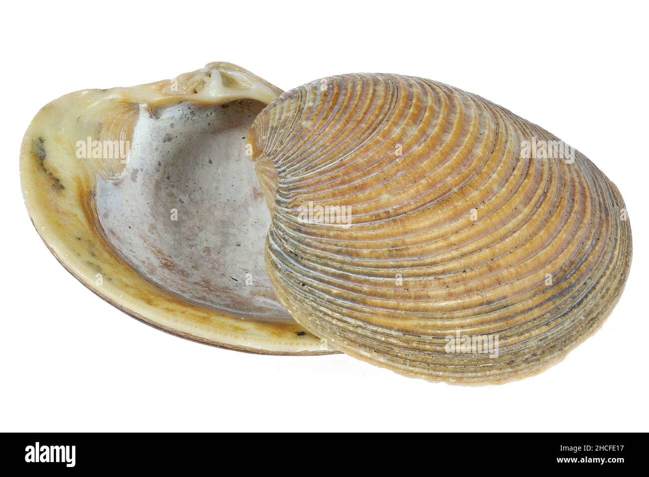striped venus shell (Chamelaea striatula) from the Dutch North Sea coast isolated on white background Stock Photo