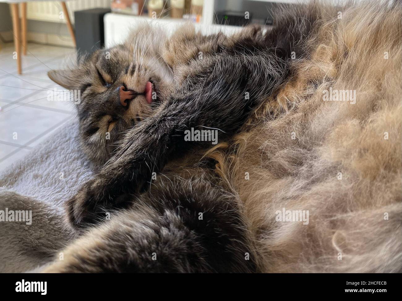 Little cat sleeping while sticking out her tongue, on a sofa during the