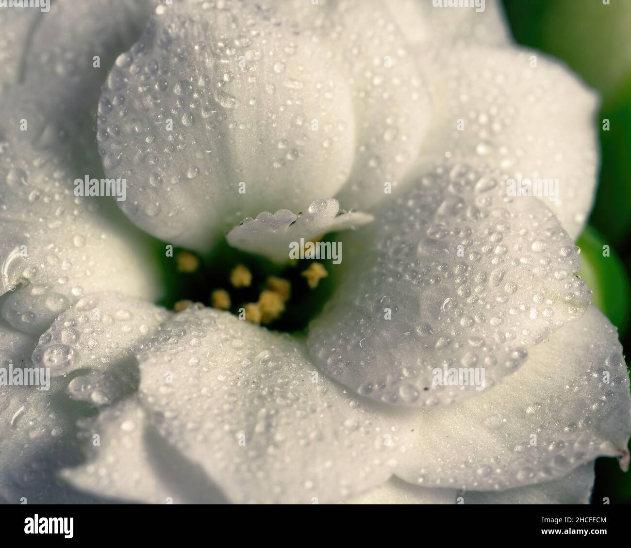 Macro shot of a beautiful little Kalanchoe blossfeldiana 'Calandiva White' flower Stock Photo
