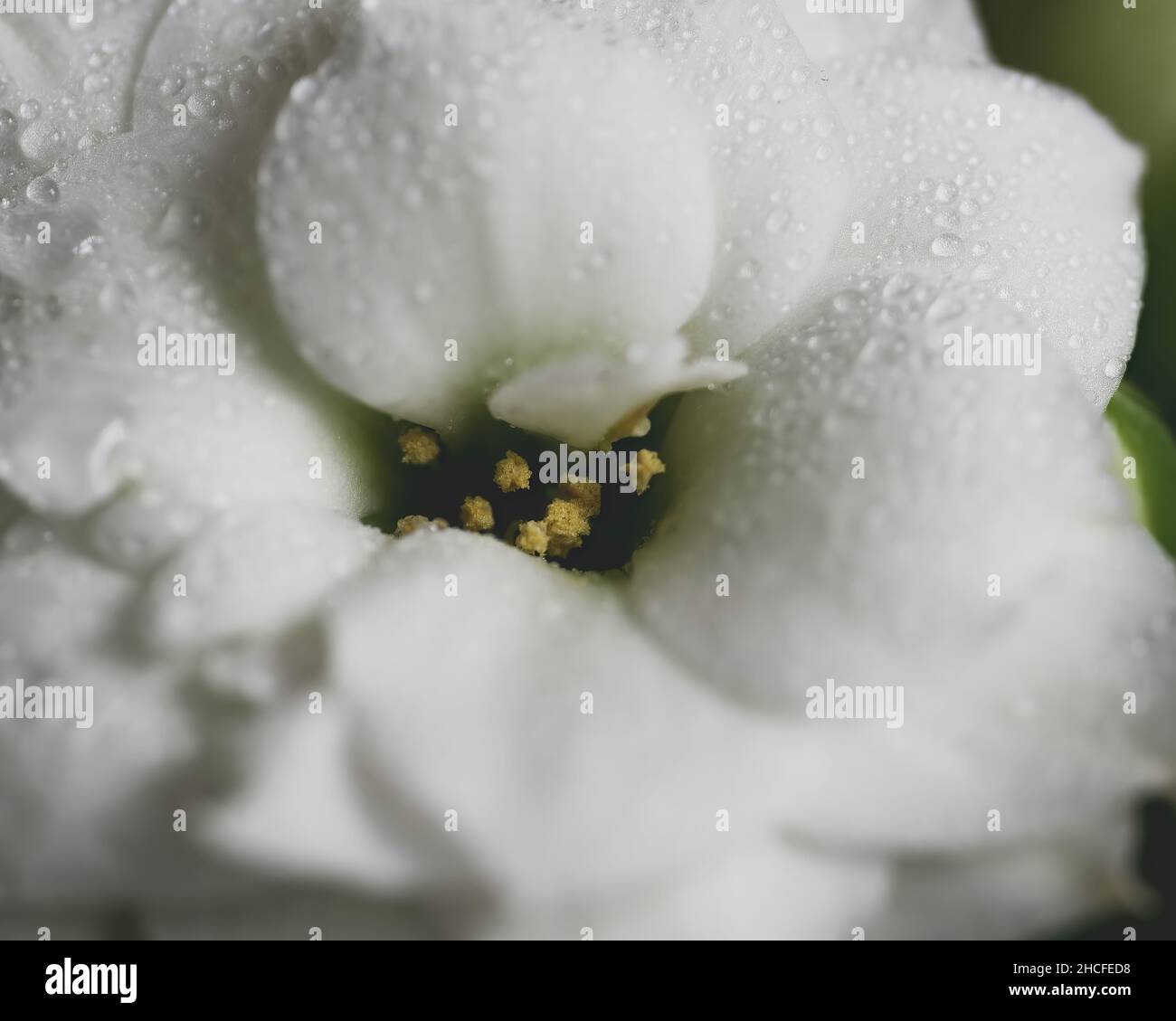 Macro shot of a beautiful little Kalanchoe blossfeldiana 'Calandiva White' flower Stock Photo