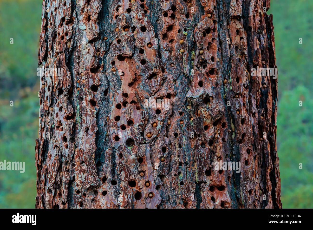 Acorn Woodpecker, Melanerpes formicivorus, granary tree with stored acorns in Pinnacles National Park, California, USA Stock Photo