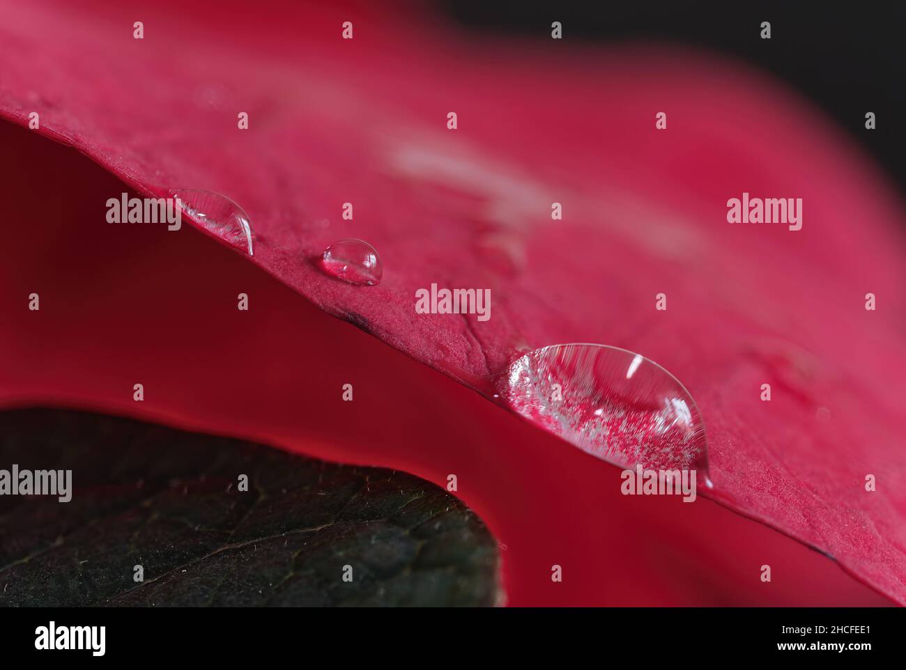 Macro shot of a water droplet on a beautiful pink leaf Stock Photo