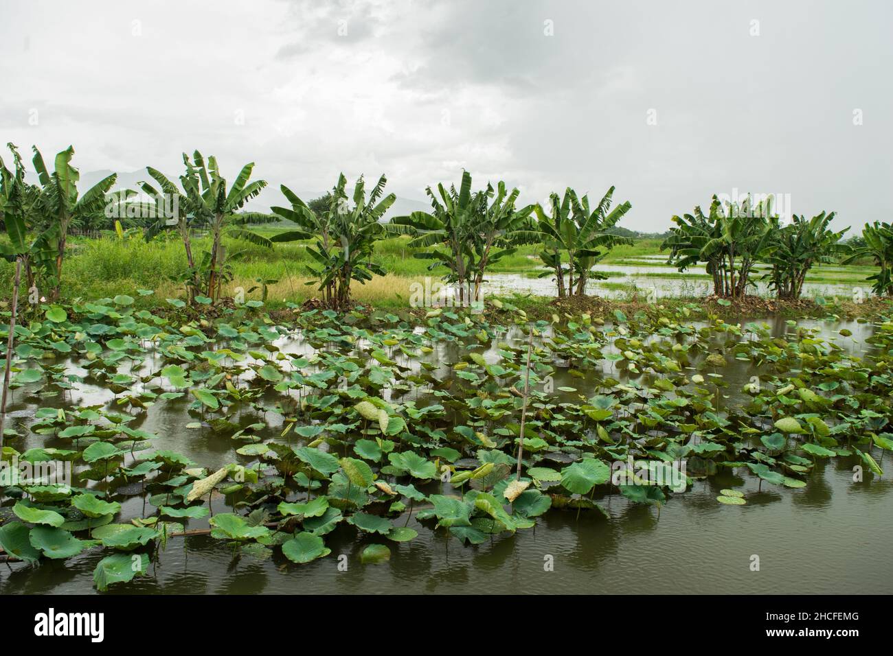 Floating gardens and farmland in Inle Lake, Myanmar, showing the rural