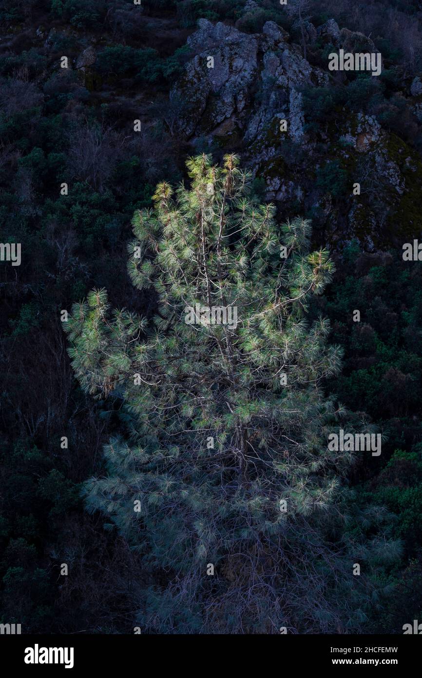 Gray Pine, Pinus sabiniana, in Pinnacles National Park, California, USA Stock Photo