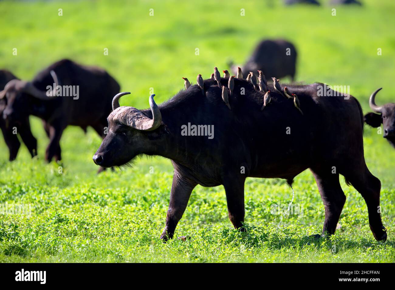 Buffalo field hi-res stock photography and images - Alamy