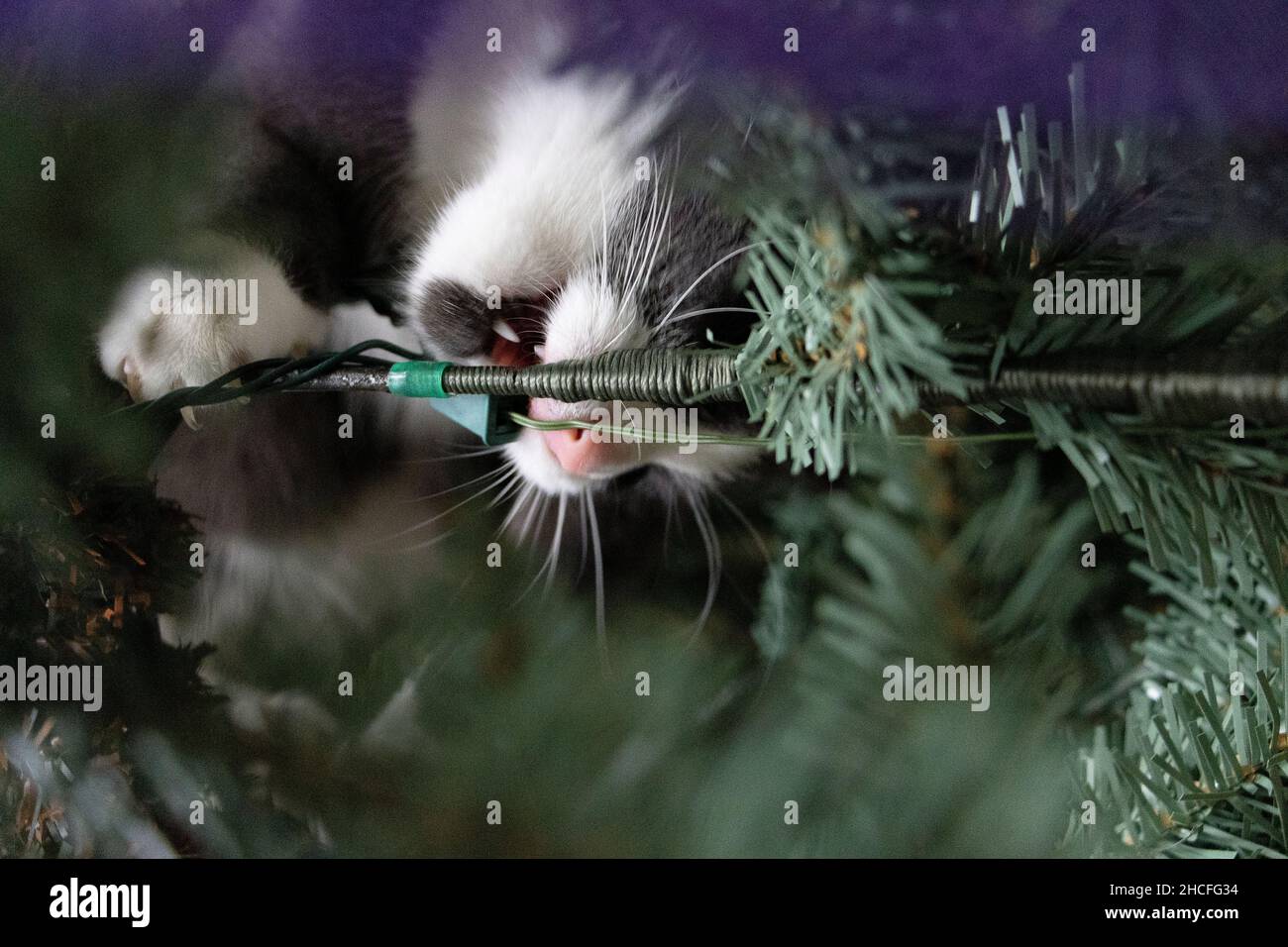 kitten playing in the Christmas tree biting branches and cords Stock Photo