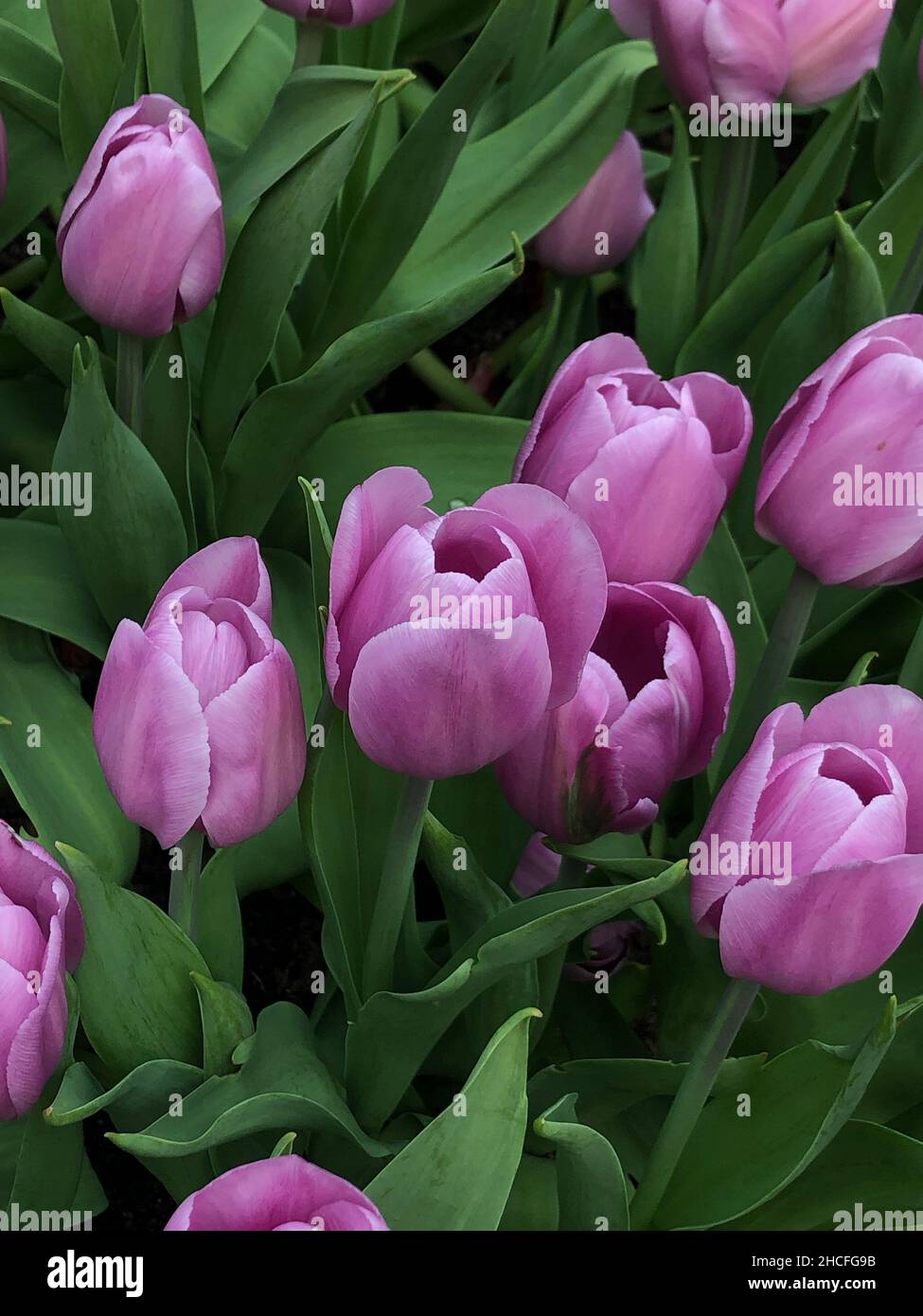Closeup shot of a beautiful tulip Stock Photo - Alamy