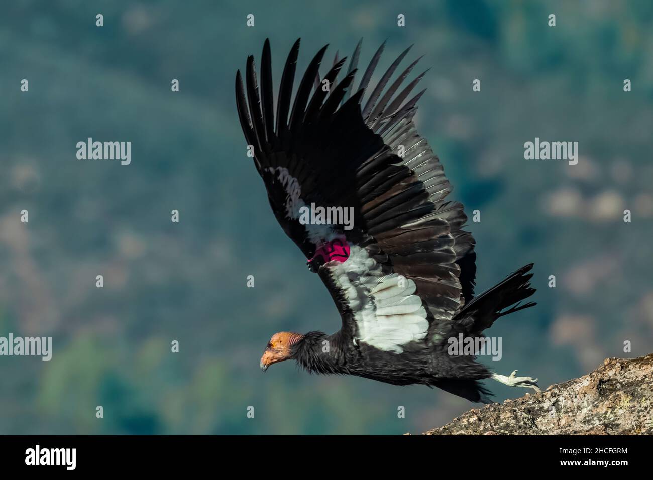 California Condor, Gymnogyps californianus, #25 taking off from a boulder in the High Peaks of Pinnacles National Park, California, USA Stock Photo