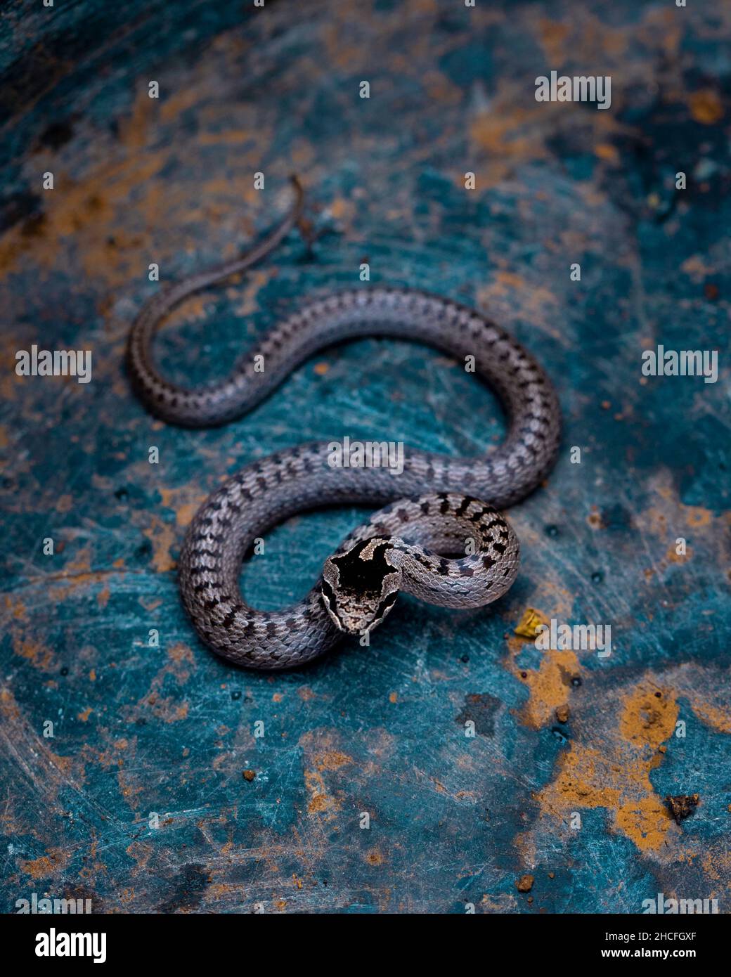 Python crawling hi-res stock photography and images - Alamy