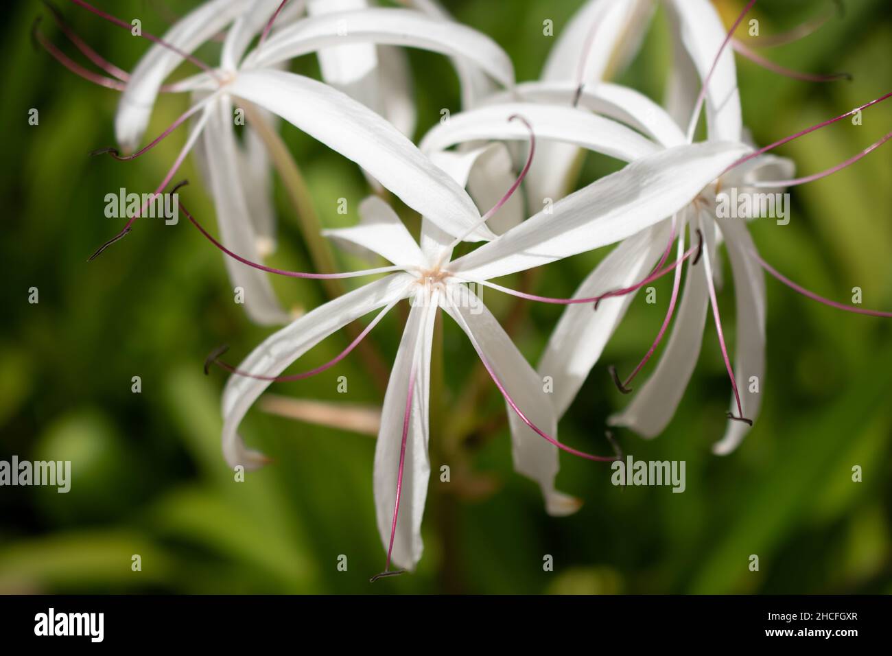 Closeup of white Crinum asiaticum flowers in a garden Stock Photo
