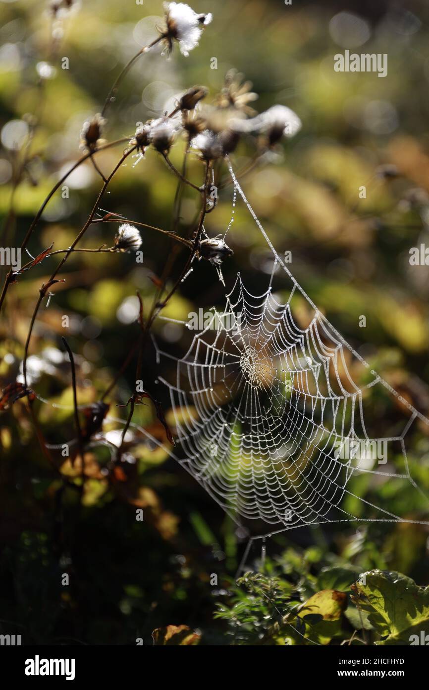 Closeup shot of a spider's web in a forest during the day Stock Photo ...