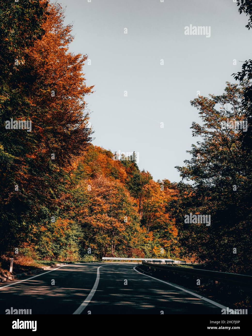 Vertical shot of a road in a forest during the sunset on a foggy day ...