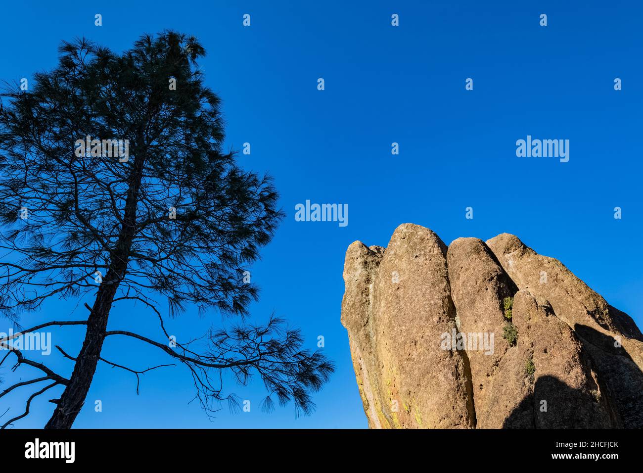 Gray Pine, Pinus sabiniana, with dramatic rock formations in Pinnacles National Park, California, USA Stock Photo