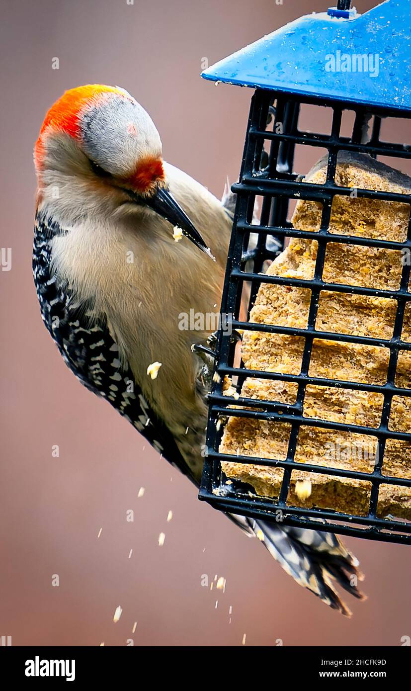 Woodpecker feeds at the Suet Feeder Stock Photo Alamy