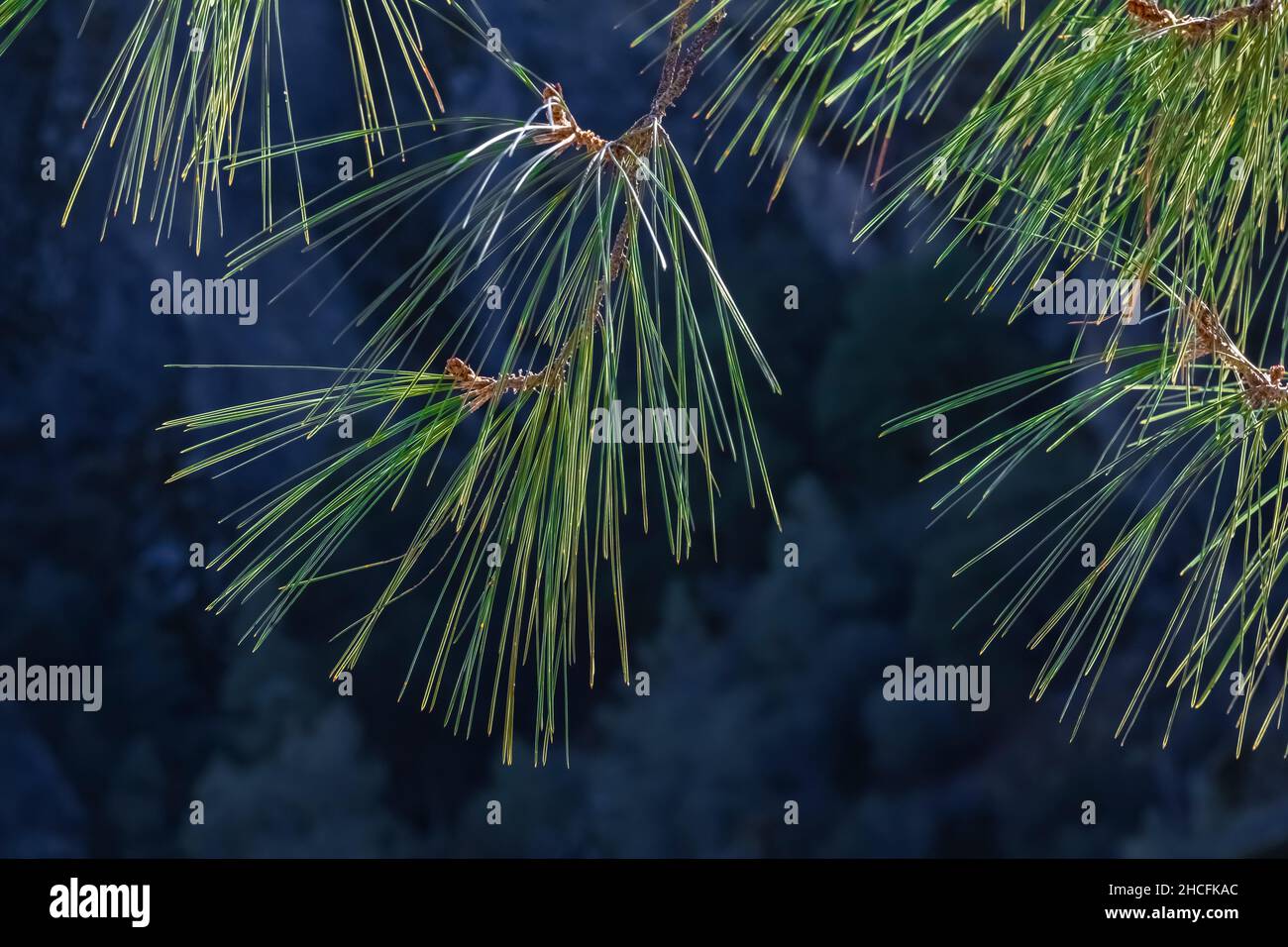 Gray Pine, Pinus sabiniana, needles close up in Pinnacles National Park, California, USA Stock Photo