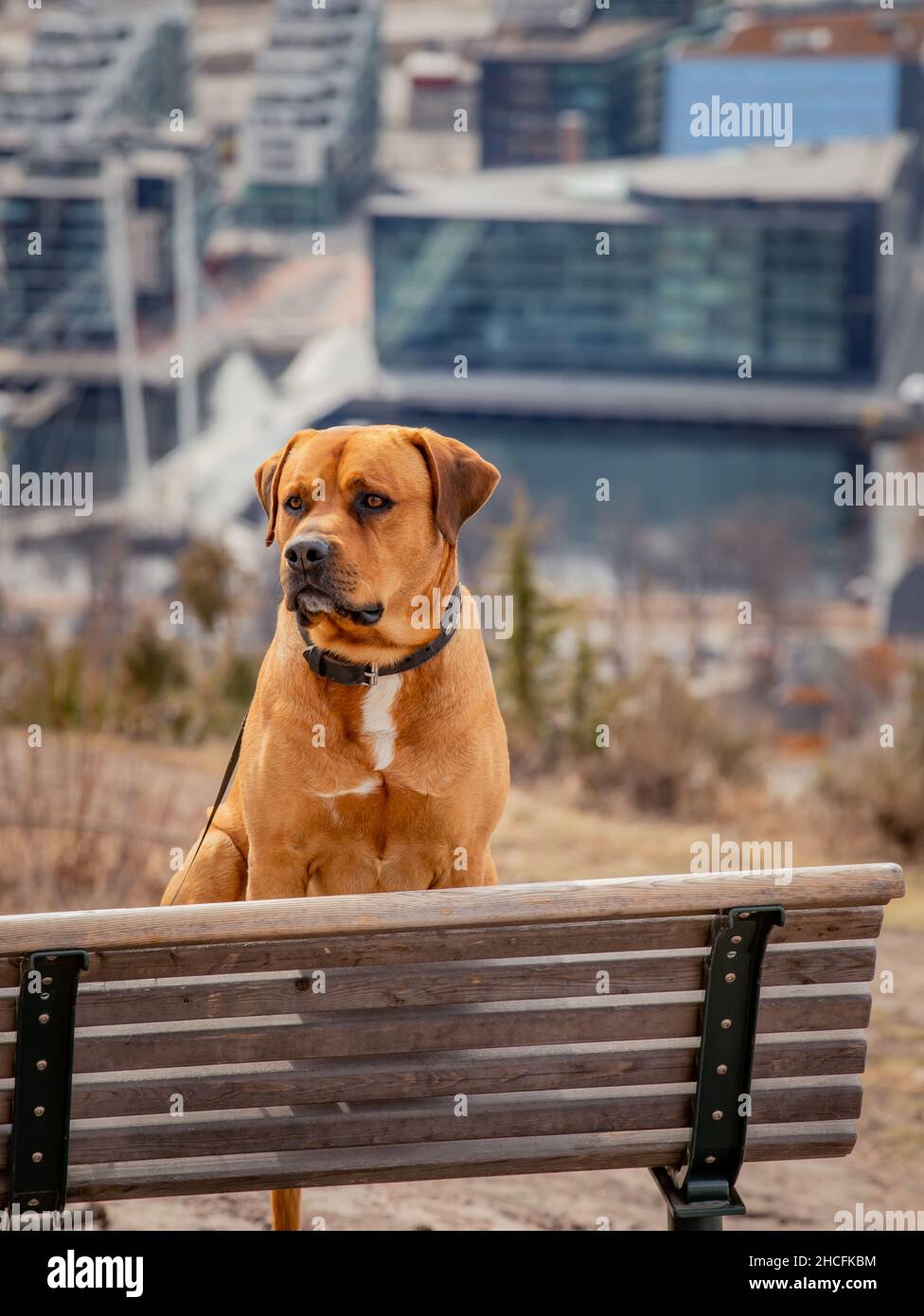 Vertical shot of a Boerboel dog on the bench Stock Photo