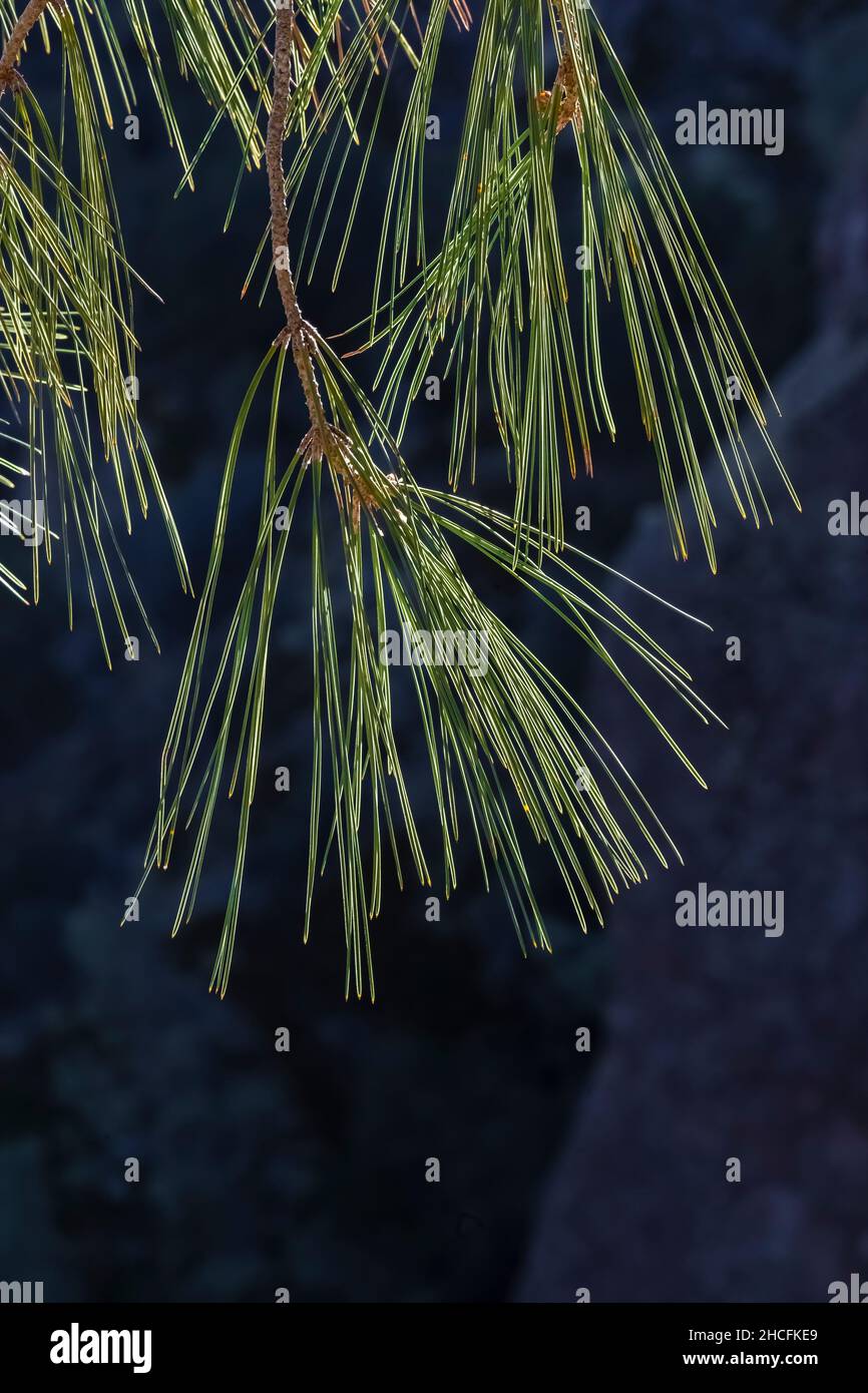 Gray Pine, Pinus sabiniana, needles close up in Pinnacles National Park, California, USA Stock Photo