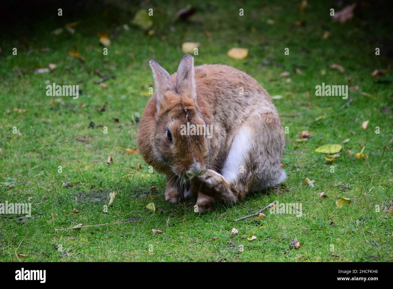 A large rabbit close-up sits on the green grass and scratches its paw ...