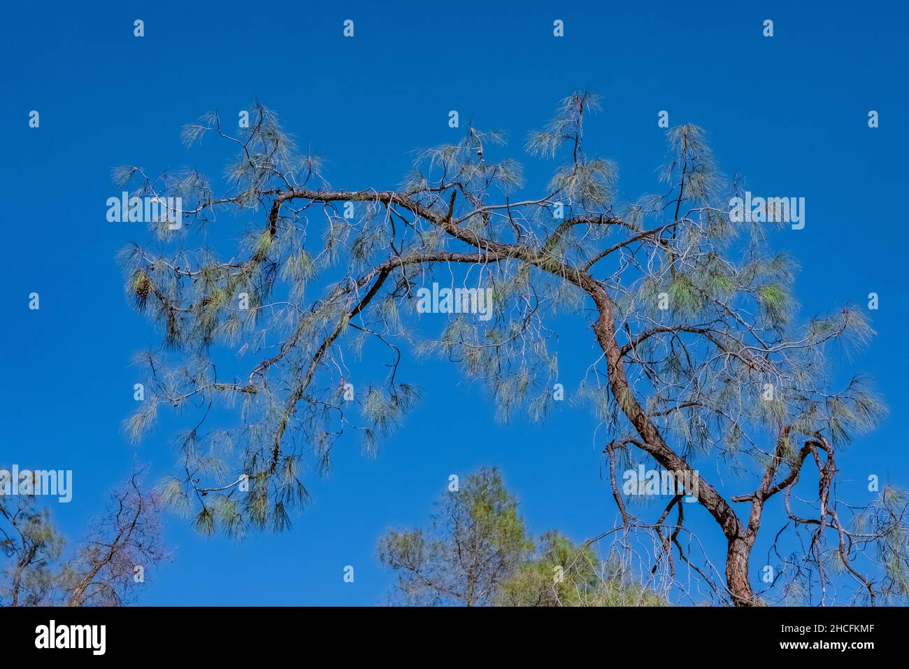 Gray Pine, Pinus sabiniana, branch and needles in Pinnacles National Park, California, USA Stock Photo