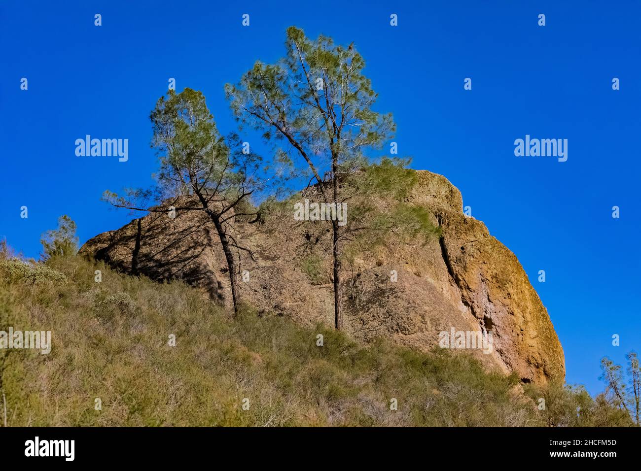 Gray Pine, Pinus sabiniana, and breccia formations in the High Peaks of Pinnacles National Park, California, USA Stock Photo