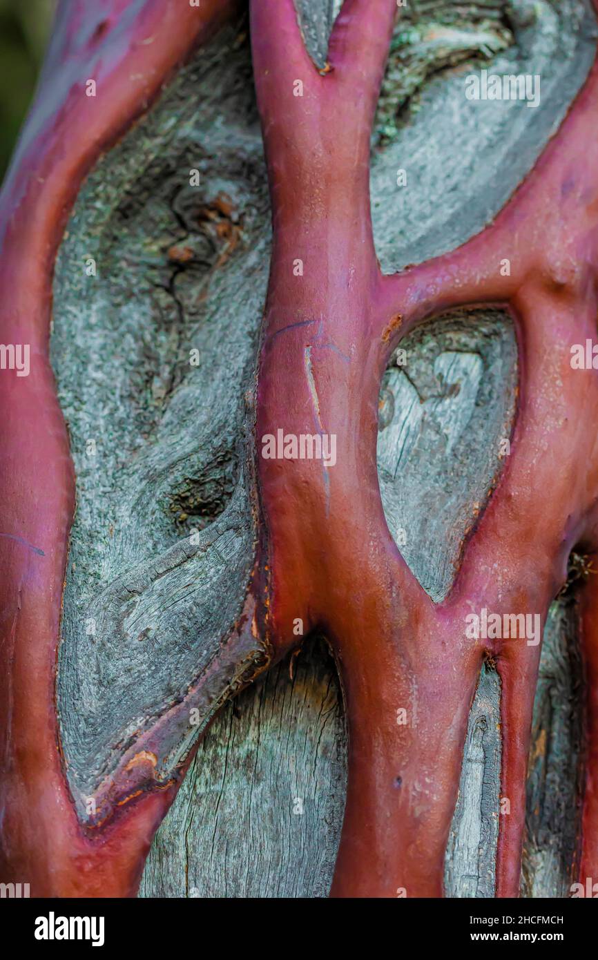 Big Berried Manzanita, Manzanita glauca, bark with sinuous live veins over dead wood in the chaparral of Pinnacles National Park, California, USA Stock Photo