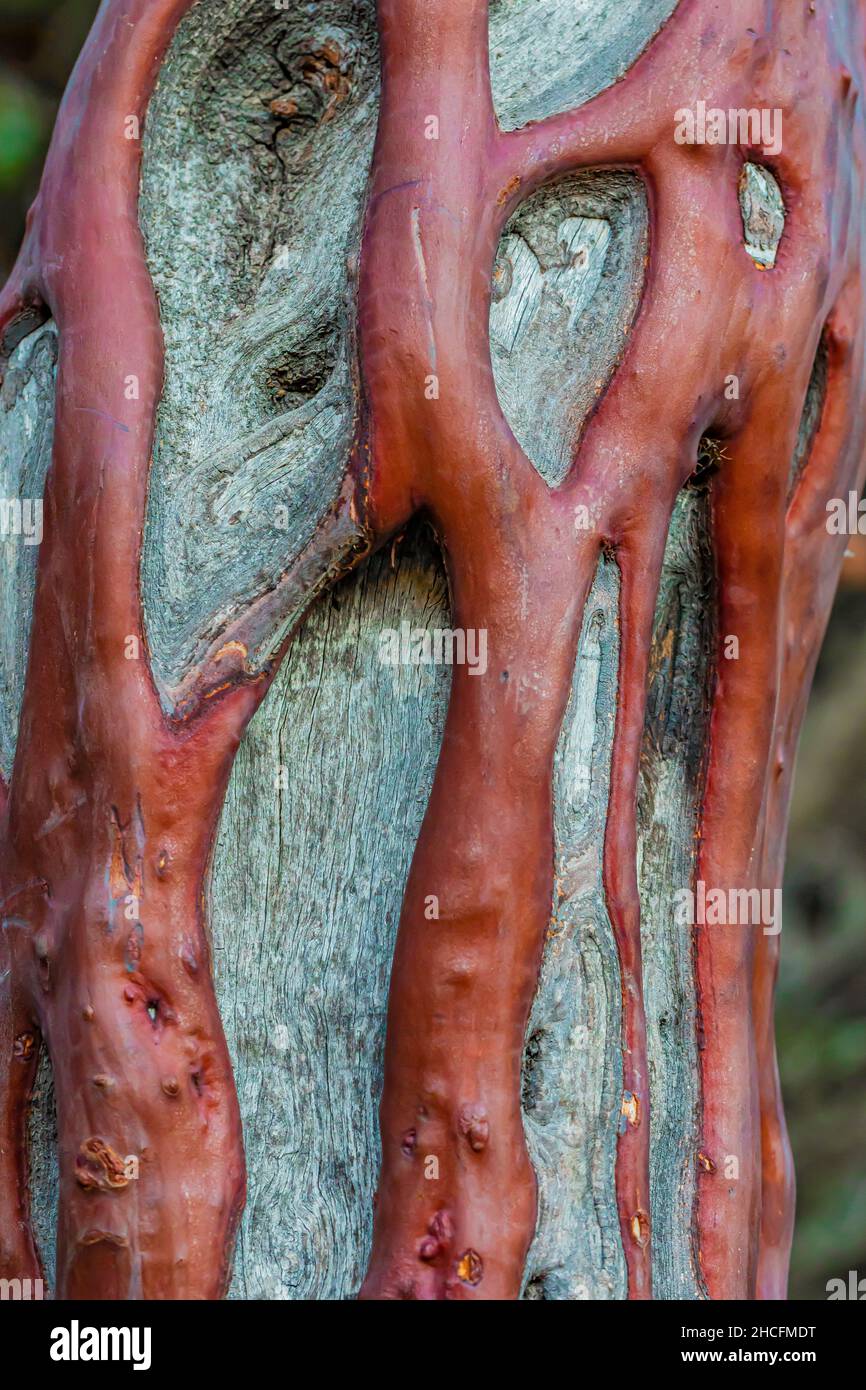 Big Berried Manzanita, Manzanita glauca, bark with sinuous live veins over dead wood in the chaparral of Pinnacles National Park, California, USA Stock Photo