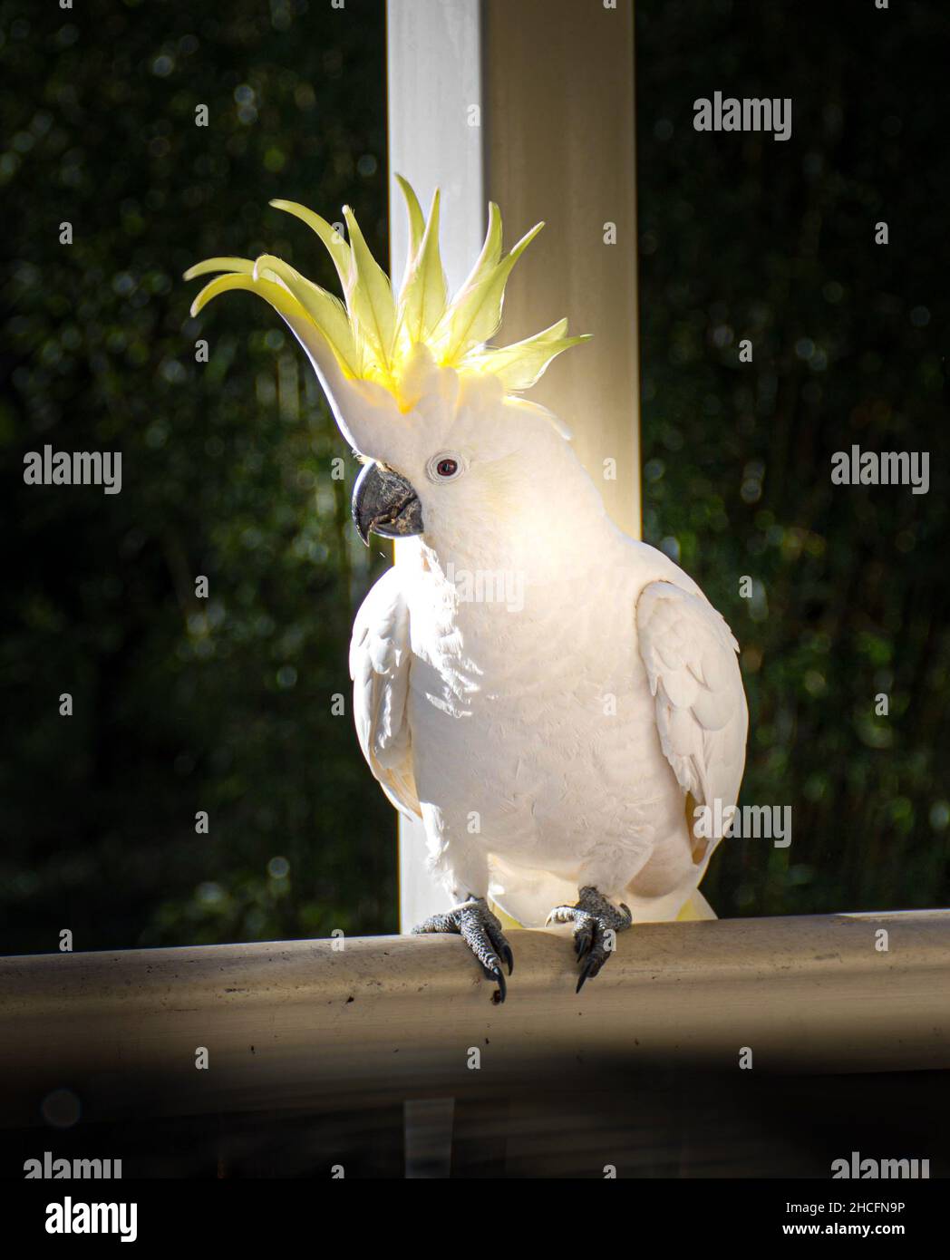 Yellow Crested Cockatoo perched on a fence in a garden in Surfers Paradise, Australia Stock Photo
