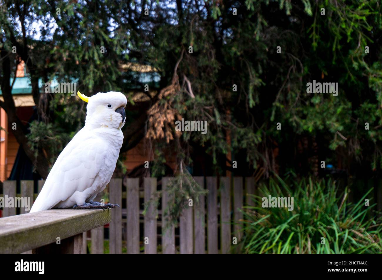 Closeup of a Yellow Crested Cockatoo perched on a fence in a garden in Surfers Paradise, Austral Stock Photo