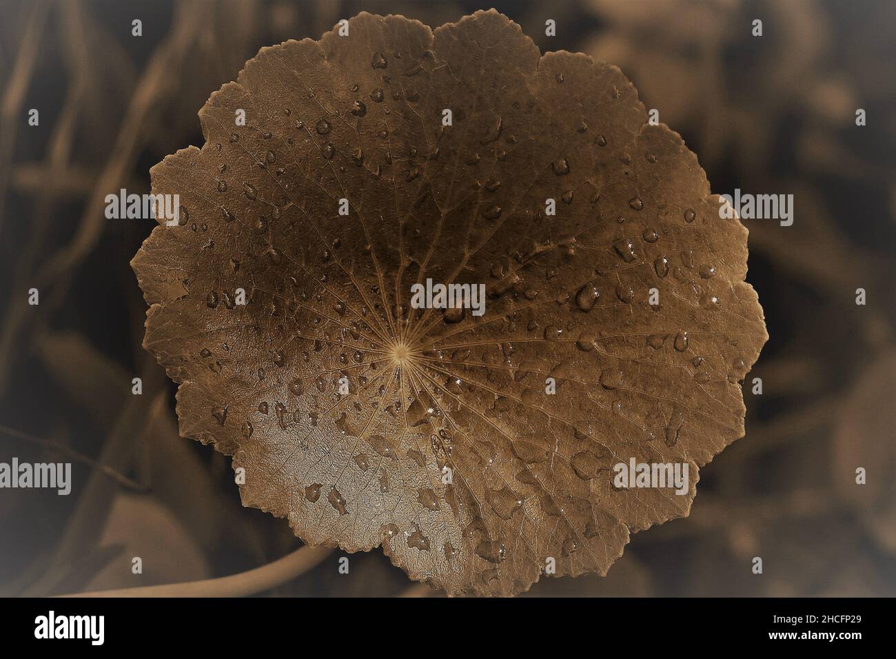 Close Up in Sepia of Morning Dew on a Saw-Edged Leaf Stock Photo