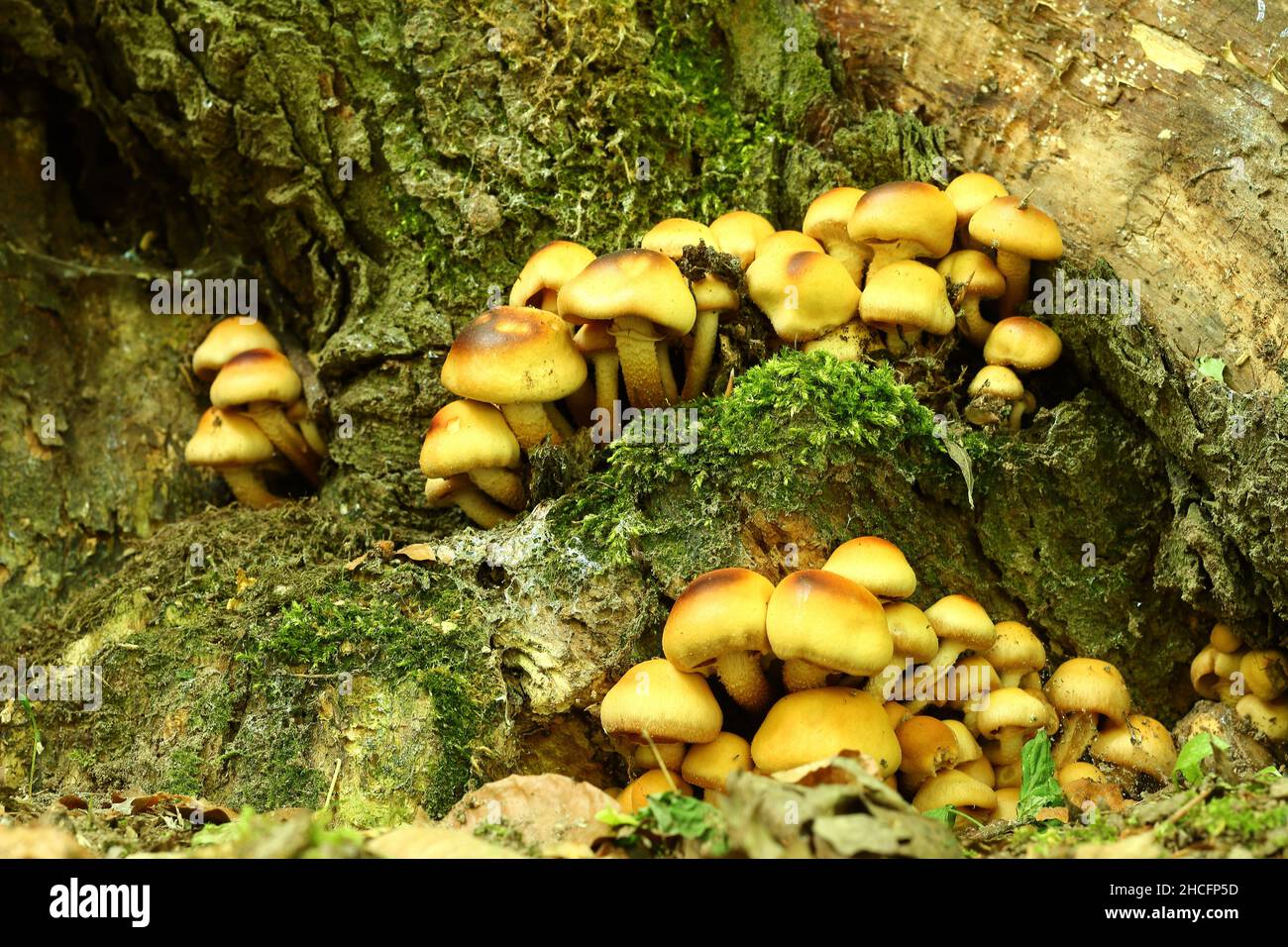 Brown arboreal mushrooms grown in the forest in autumn Stock Photo