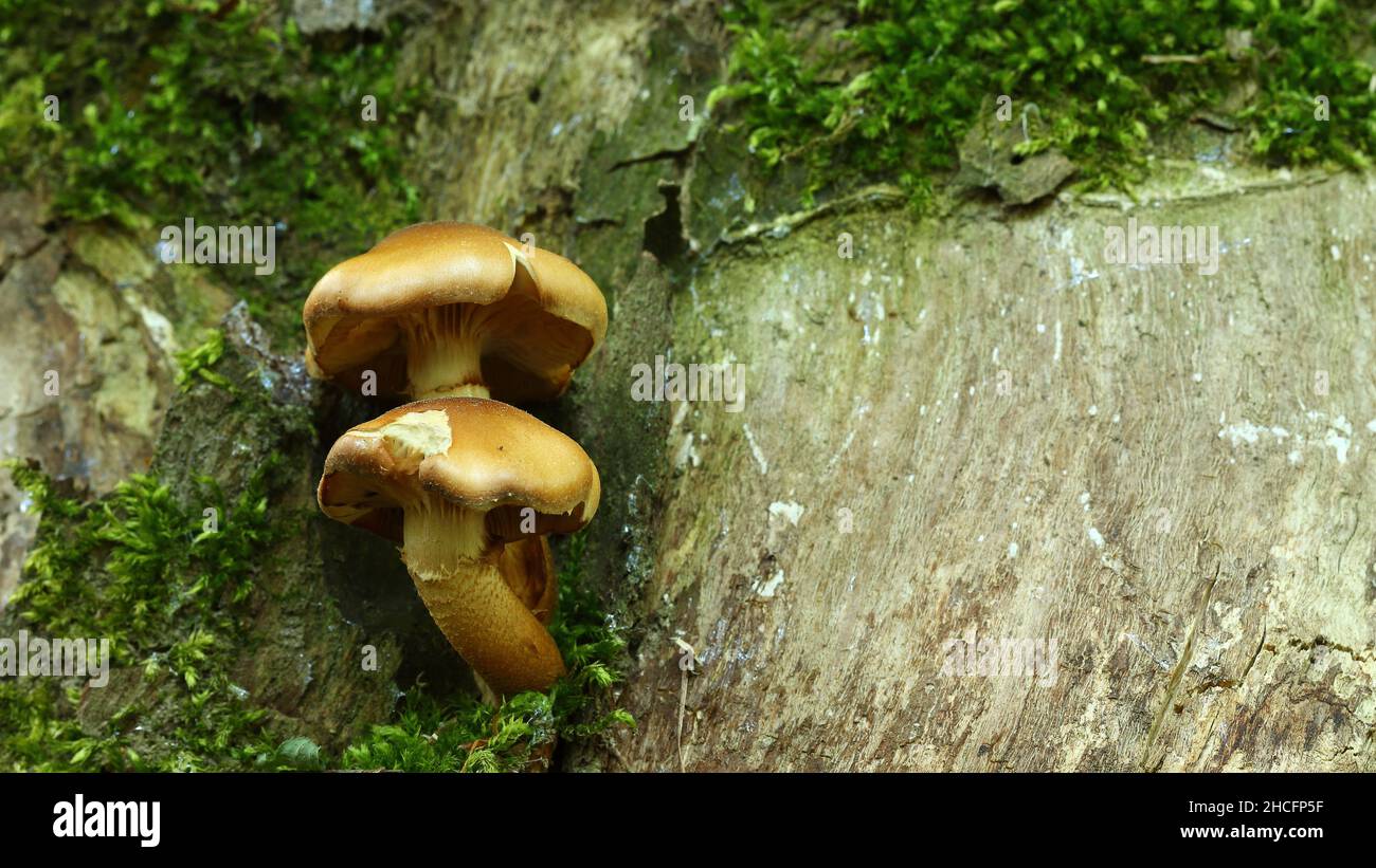 Brown arboreal mushrooms grown in the forest in autumn Stock Photo