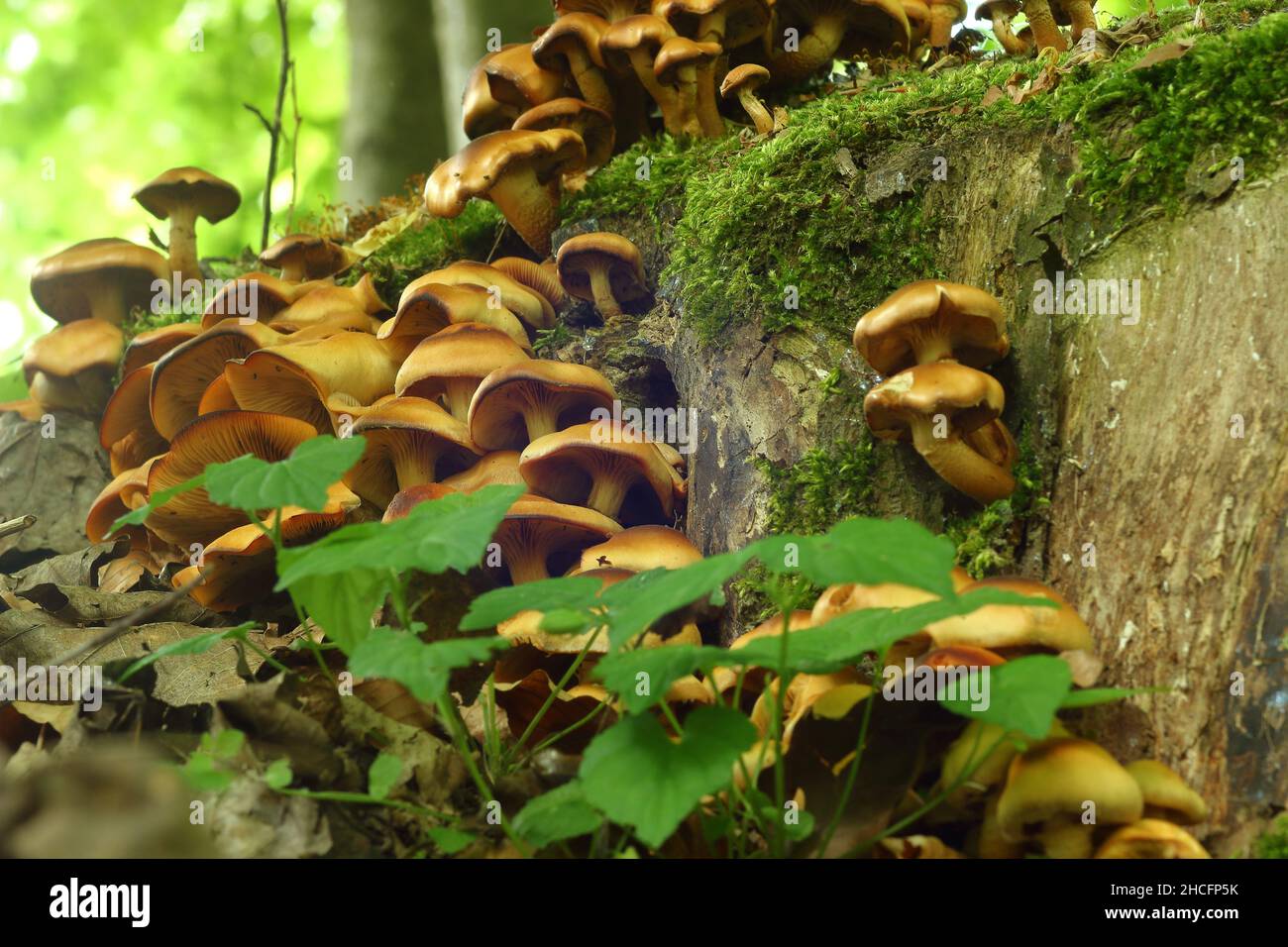 Brown arboreal mushrooms grown in the forest in autu Stock Photo