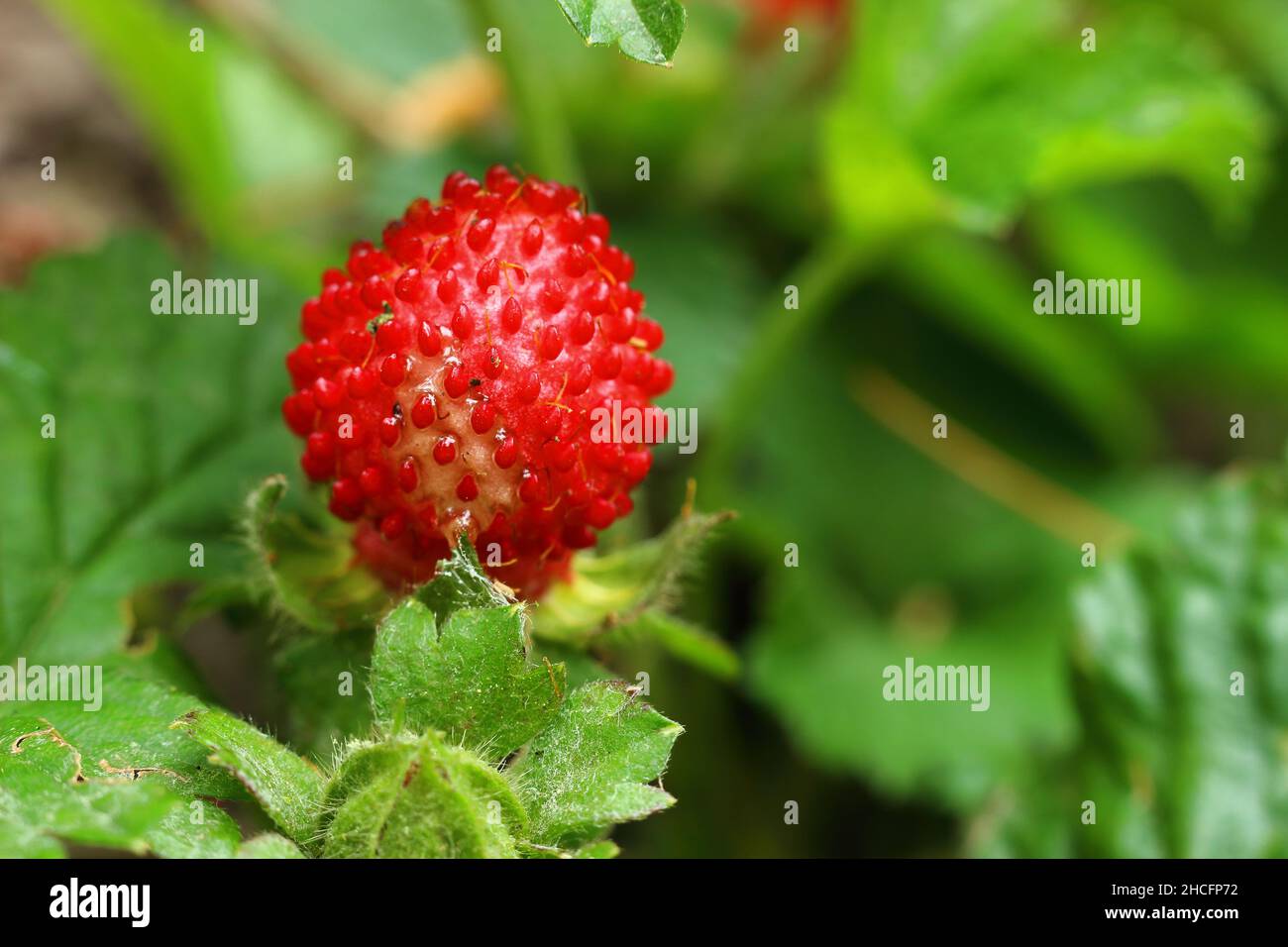 Macro shot of a small red wild strawberry with big green leaves in the ...