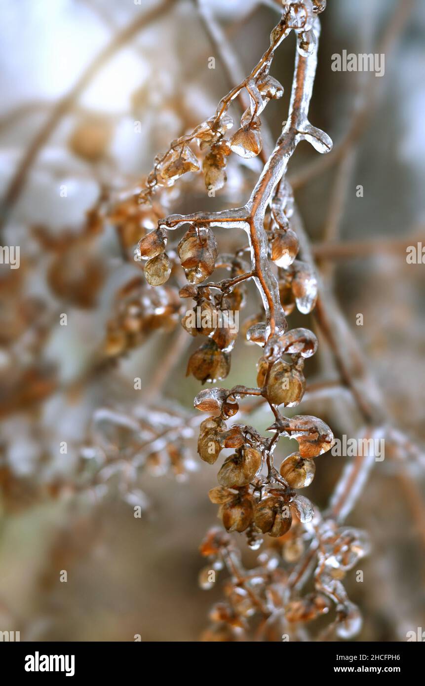 Freezing rain covered a dry branch of hop in late autumn or early winter. Effect of atmospheric icing. Stock Photo