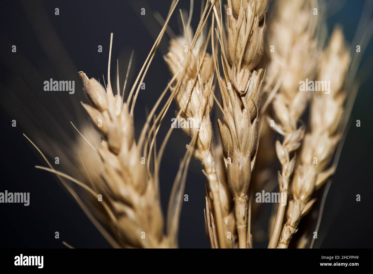 A close-up shot of golden reeds on a blurred background Stock Photo