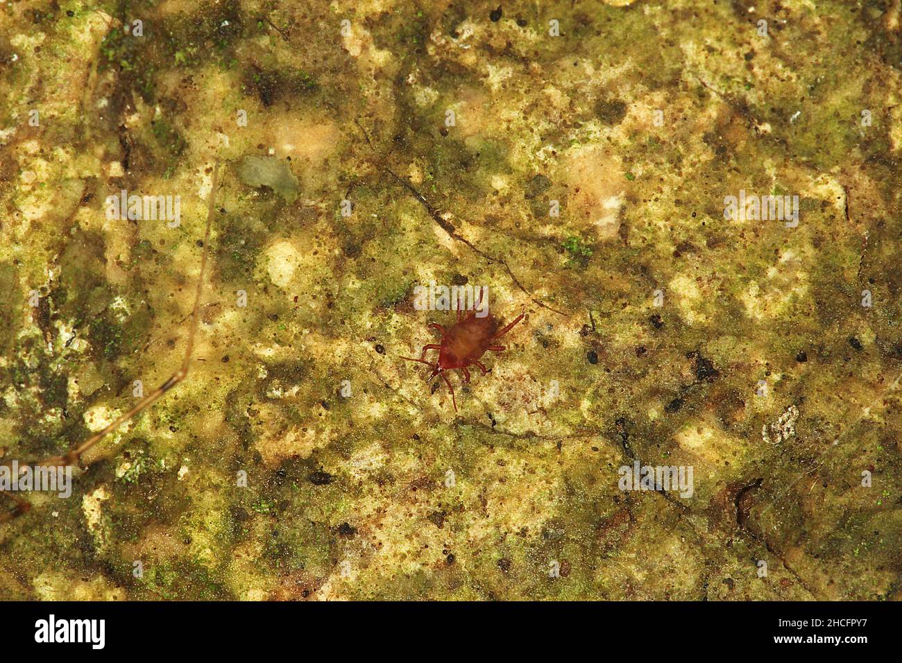 Trombidiform snout mite (Arcani Bdellidae Stock Photo Alamy