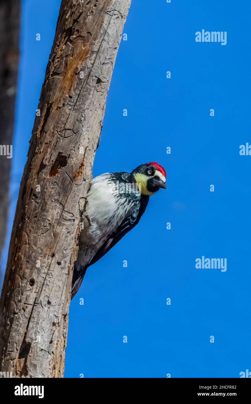 Acorn Woodpecker, Melanerpes formicivorus, in Pinnacles National Park, California, USA Stock Photo