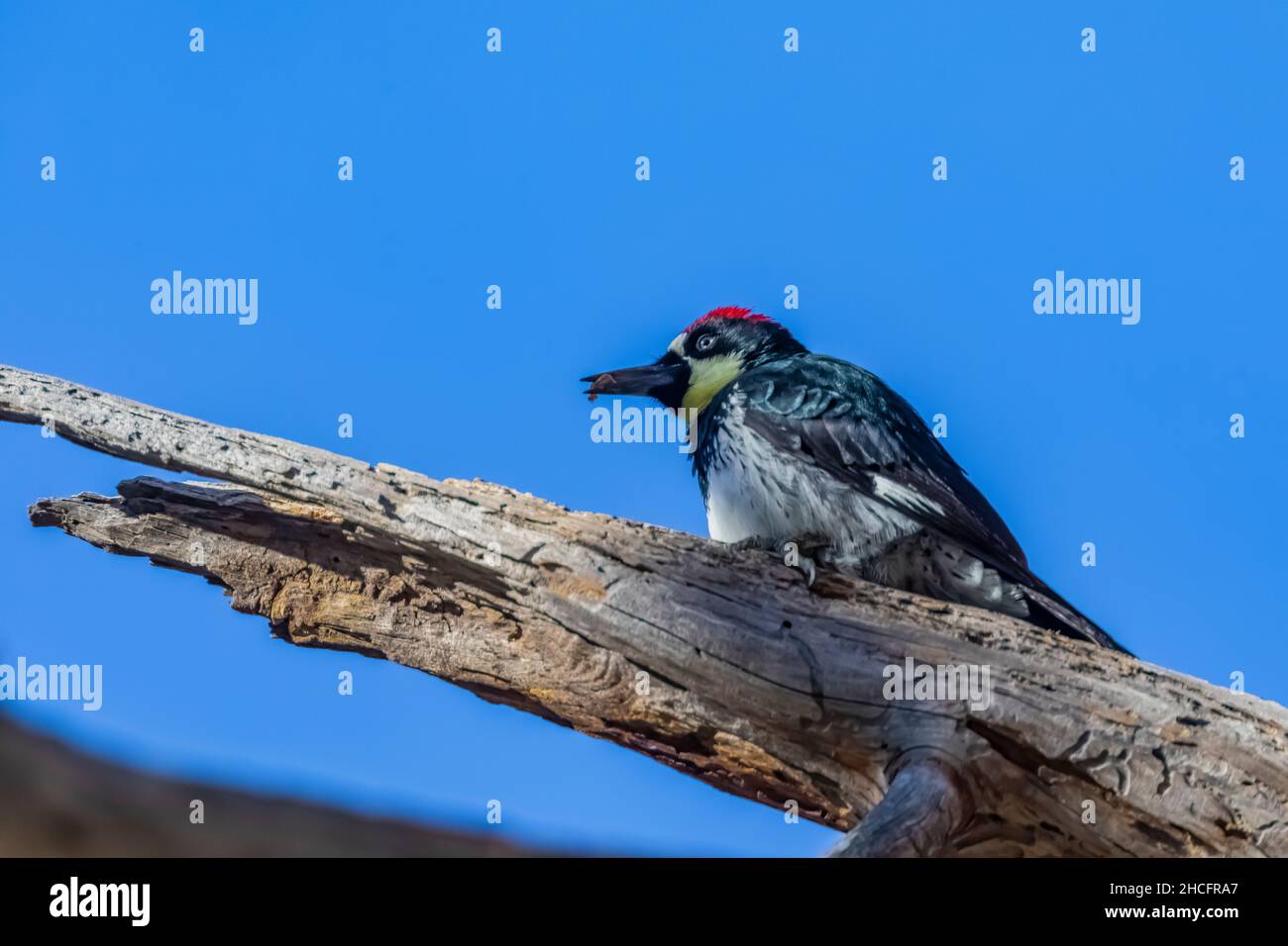 Acorn Woodpecker, Melanerpes formicivorus, in Pinnacles National Park, California, USA Stock Photo