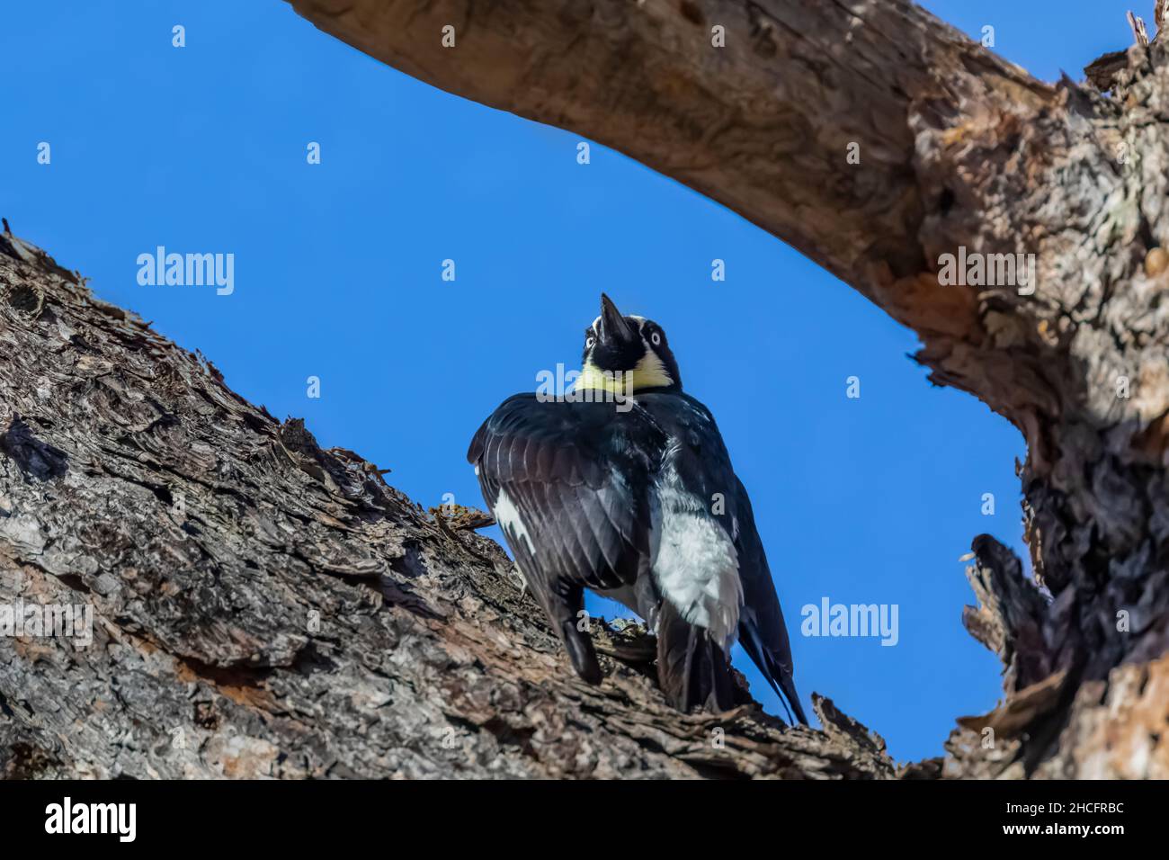 Acorn Woodpecker, Melanerpes formicivorus, spreading wings in squabble with another Acorn Woodpecker in Pinnacles National Park, California, USA Stock Photo